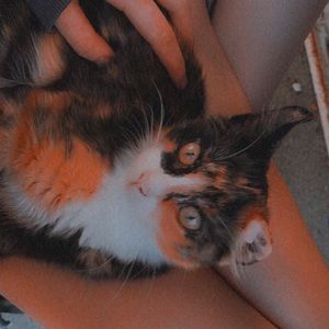 Meet your Posher, Liz